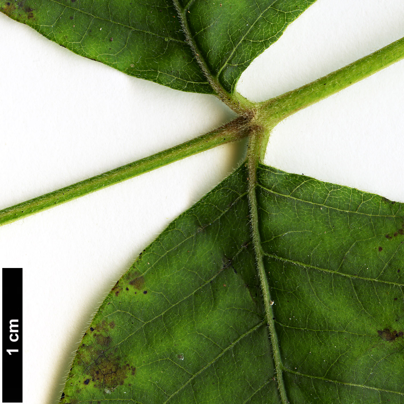 High resolution image: Family: Anacardiaceae - Genus: Rhus - Taxon: radicans